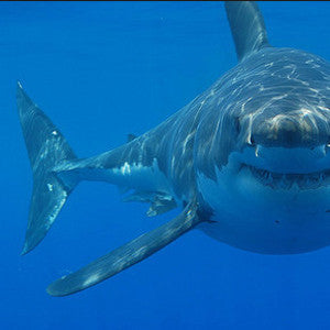 Cage Dive with Great White Sharks in South Africa