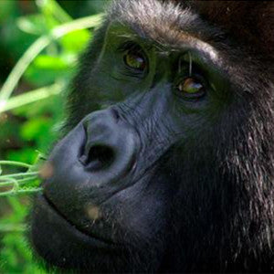 Track Gorillas in Rwanda