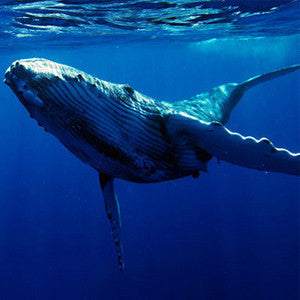 Swim with Humpback Whales in Tonga